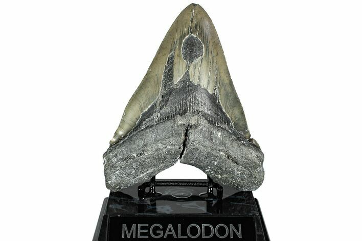 Serrated, Fossil Megalodon Tooth - North Carolina #311099